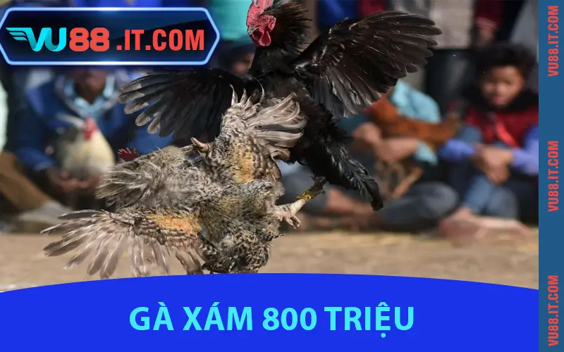 Gà Xám 800 Triệu